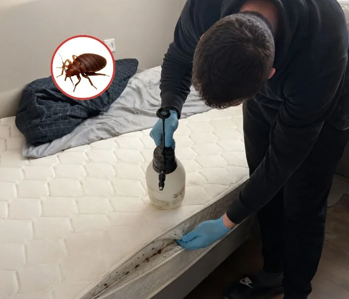 Technicien traitant un matelas contre les punaises de lit à Achères-la-Forêt